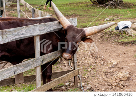 Pedigree bull cow Watussi in paddock yard on farm, pet animal on village ranch Pedigree bull cow Watussi in paddock yard on farm, pet animal on village ranch 141060410