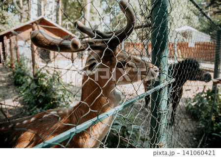 Young Horned Deer Stand In Zoo meadow Behind Netting, Mammal Animals Portrait 141060421