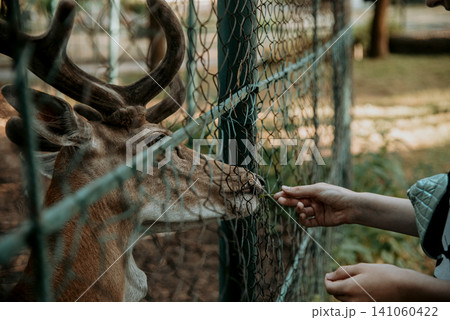 Young Horned Deer Stand In Zoo meadow Behind Netting, Mammal Animals Portrait 141060422
