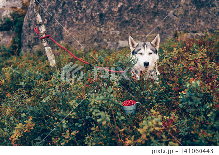 Cute fluffy furry purebred domestic pet dog husky sit on leash in bushes forest Cute fluffy furry purebred domestic pet dog husky sit on leash in bushes forest 141060443