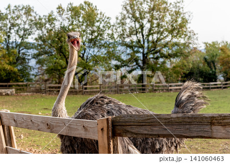 Domestic emu ostrich walking around spacious stable on farm, pets graze outside Domestic emu ostrich walking around spacious stable on farm, pets graze outside 141060463