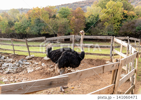 Domestic emu ostrich walking around spacious stable on farm, pets graze outside Domestic emu ostrich walking around spacious stable on farm, pets graze outside 141060471
