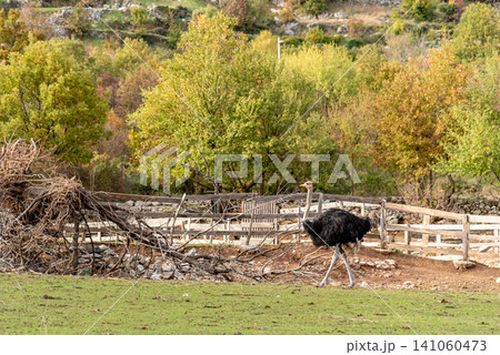 Domestic emu ostrich walking around spacious stable on farm, pets graze outside Domestic emu ostrich walking around spacious stable on farm, pets graze outside 141060473