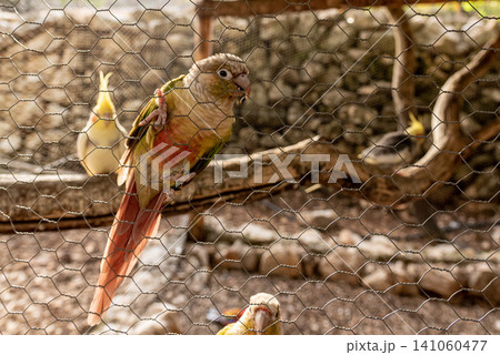 Exotic parrots in birdcage on farm, tropical domestic pets birds flying outside Exotic parrots in birdcage on farm, tropical domestic pets birds flying outside 141060477
