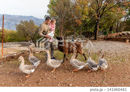 Family man and girl feed domestic farm animals birds geese and sheep vegetables Family man and girl feed domestic farm animals birds geese and sheep vegetables 141060481