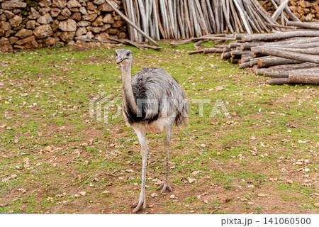 Domestic emu ostrich walking around spacious stable on farm, pets graze outside 141060500