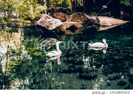 Pair of white swans swims in small lake pond in Aivazovsky Park Partenit, Crimea Pair of white swans swims in small lake pond in Aivazovsky Park Partenit, Crimea 141060503