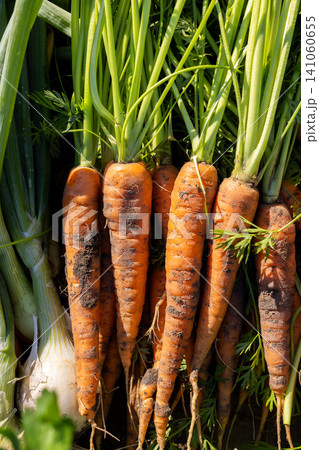 Freshly harvested garden carrots with green tops and dirt Freshly harvested garden carrots with green tops and dirt 141060655