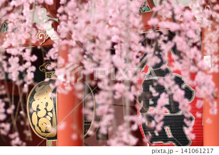 枝垂れ桜と浅草寺宝蔵門 春の浅草寺の風景 枝垂れ桜と浅草寺宝蔵門 春の浅草寺の風景 141061217