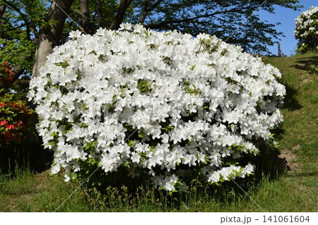 ツツジの花 山形県庄内 ツツジの花 山形県庄内 141061604
