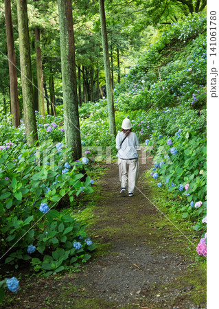 小野池あじさい公園を巡る女性 群馬県渋川市 小野池あじさい公園を巡る女性 群馬県渋川市 141061780