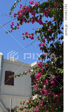 Bougainvillea Blooms Against Clear Blue Sky 141061791