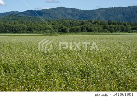 山々を背景に広がる蕎麦畑の白い花が咲き誇る夏の農業風景 山々を背景に広がる蕎麦畑の白い花が咲き誇る夏の農業風景 141061901