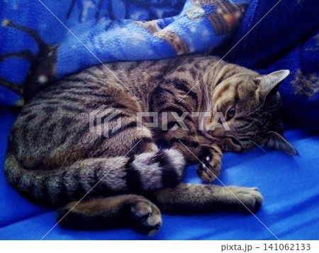 Tabby kitten sleeps sweetly on a soft blue bed Tabby kitten sleeps sweetly on a soft blue bed 141062133