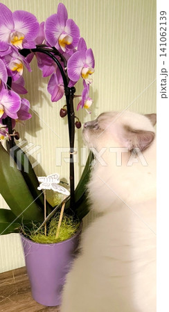 cat white burmese cat sniffs pink orchid admires flowers 141062139