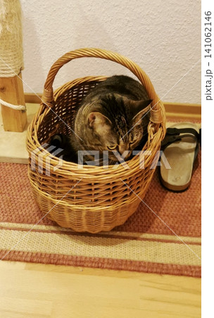Tabby cat climbed into the basket and is ready for the trip 141062146