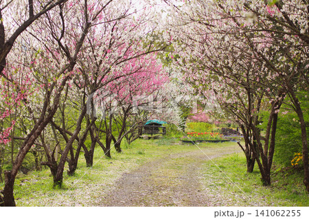 福井県大野市勝原の美しい花桃並木と春の風景 福井県大野市勝原の美しい花桃並木と春の風景 141062255