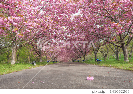 羅生門さくら公園（桜のトンネル）51960 141062263