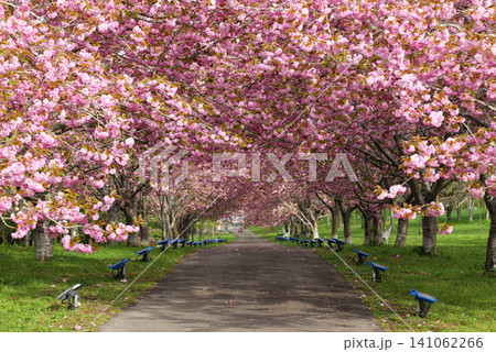 羅生門さくら公園(桜のトンネル)51978 羅生門さくら公園(桜のトンネル)51978 141062266