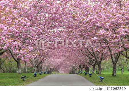 羅生門さくら公園（桜のトンネル）51395 141062269