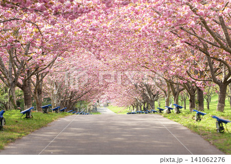 羅生門さくら公園(桜のトンネル)51590 羅生門さくら公園(桜のトンネル)51590 141062276