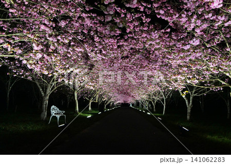 羅生門さくら公園(桜のトンネル)51802 羅生門さくら公園(桜のトンネル)51802 141062283