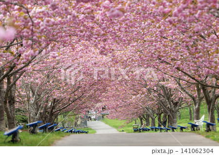 羅生門さくら公園(桜のトンネル)51419 羅生門さくら公園(桜のトンネル)51419 141062304