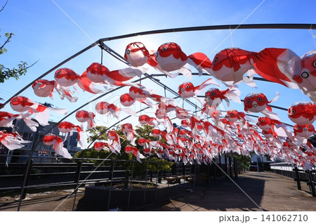 柳井 金魚ちょうちん祭り3121 柳井 金魚ちょうちん祭り3121 141062710