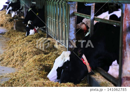 牛舎でエサ(飼料)を食べる乳牛(ホルスタイン)の様子 牛舎でエサ(飼料)を食べる乳牛(ホルスタイン)の様子 141062785