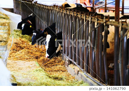 牛舎でエサ(飼料)を食べる乳牛(ホルスタイン)の様子 牛舎でエサ(飼料)を食べる乳牛(ホルスタイン)の様子 141062790