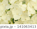 紫陽花 141063413