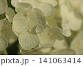 紫陽花 141063414