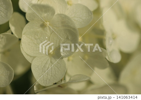 紫陽花 紫陽花 141063414