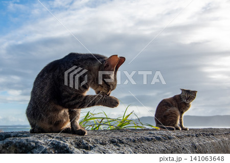 二匹の猫 二匹の猫 141063648
