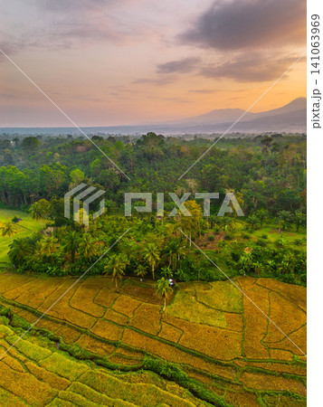 Beautiful panoramic aerial view of terraced rice fields at sunrise in Indonesia, surrounded by lush tropical greenery and palm trees 141063969