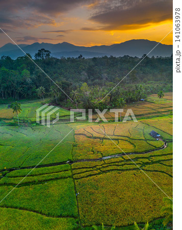 Beautiful panoramic aerial view of terraced rice fields at sunrise in Indonesia, surrounded by lush tropical greenery and palm trees 141063978