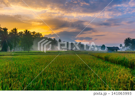 Beautiful panoramic aerial view of terraced rice fields at sunrise in Indonesia, surrounded by lush tropical greenery and palm trees 141063993