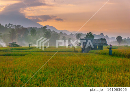 Beautiful panoramic aerial view of terraced rice fields at sunrise in Indonesia, surrounded by lush tropical greenery and palm trees Beautiful panoramic aerial view of terraced rice fields at sunrise in Indonesia, surrounded by lush tropical greenery and palm trees 141063996