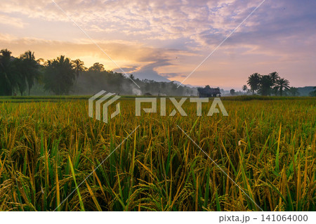 Beautiful panoramic aerial view of terraced rice fields at sunrise in Indonesia, surrounded by lush tropical greenery and palm trees 141064000