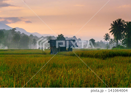 Beautiful panoramic aerial view of terraced rice fields at sunrise in Indonesia, surrounded by lush tropical greenery and palm trees Beautiful panoramic aerial view of terraced rice fields at sunrise in Indonesia, surrounded by lush tropical greenery and palm trees 141064004