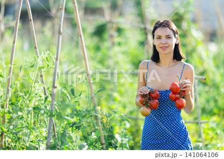 Young woman is working in garden between beds, picking ripe red tomatoes 141064106