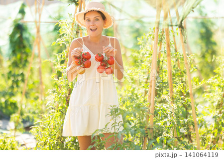 Young woman is working in garden between beds, picking ripe red tomatoes 141064119