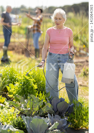 Elderly woman sprays tomato seedlings with insecticide in garden. Elderly woman sprays tomato seedlings with insecticide in garden. 141064365
