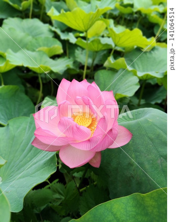 東京上野の都市風景 不忍池の蓮の花【7月】 東京上野の都市風景 不忍池の蓮の花【7月】 141064514
