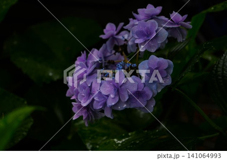 雨に濡れた紫の紫陽花のアップ 141064993