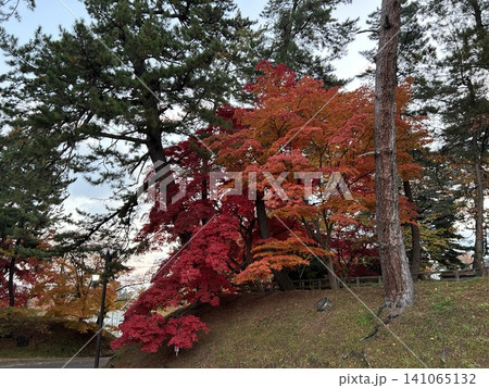 青森県弘前市の公園、弘前公園の11月中旬の綺麗な真っ赤な紅葉です。 青森県弘前市の公園、弘前公園の11月中旬の綺麗な真っ赤な紅葉です。 141065132