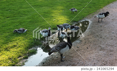 Barnacle Geese Flock Drinking from Puddle in Park Barnacle Geese Flock Drinking from Puddle in Park 141065294