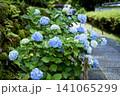 雨の季節を華やかに彩る関西屈指の花の寺 久安寺の紫陽花 141065299