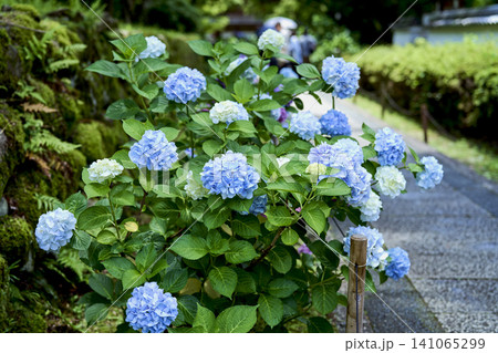 雨の季節を華やかに彩る関西屈指の花の寺 久安寺の紫陽花 雨の季節を華やかに彩る関西屈指の花の寺 久安寺の紫陽花 141065299