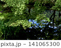雨の季節を華やかに彩る関西屈指の花の寺 久安寺の紫陽花 141065300